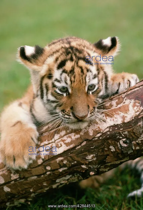 : Siberian Tiger : Siberian Tiger