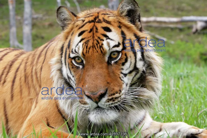 : Siberian Tiger : Siberian Tiger