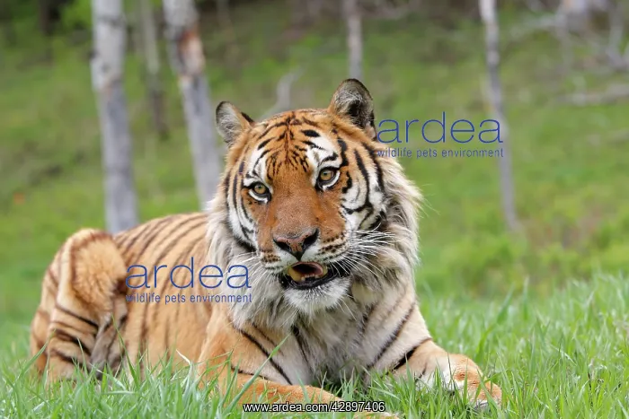 : Siberian Tiger : Siberian Tiger