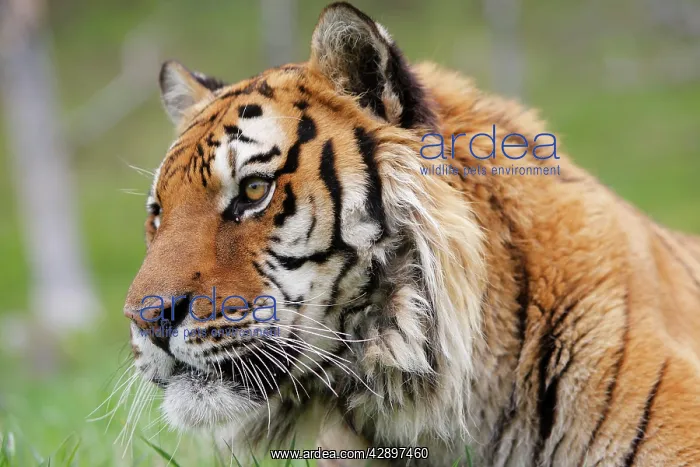 : Siberian Tiger : Siberian Tiger