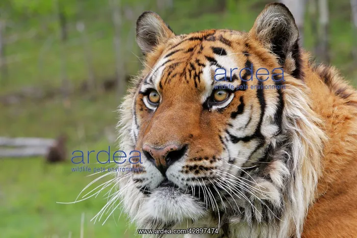 : Siberian Tiger : Siberian Tiger