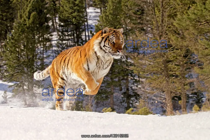 : Siberian Tiger : Siberian Tiger