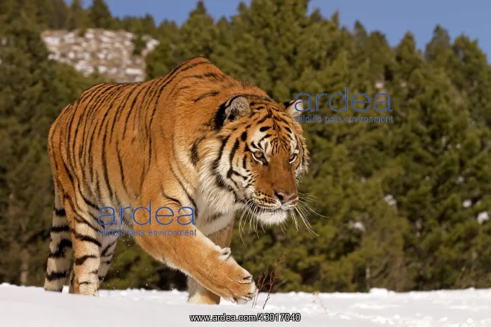  : Siberian Tiger