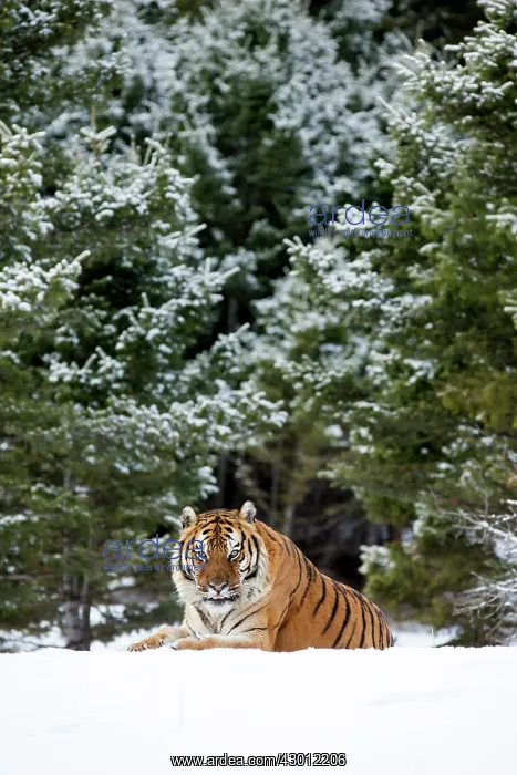 : Siberian Tiger adult in winter snow
