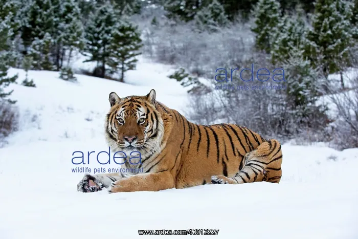  : Siberian Tiger adult in winter snow