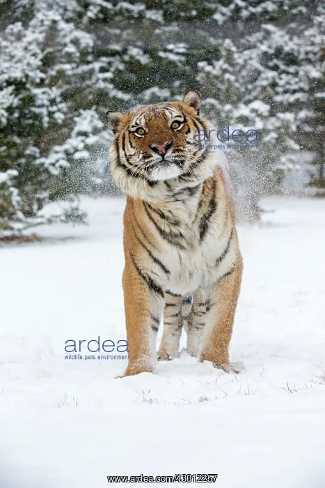  : Siberian Tiger adult in winter snow