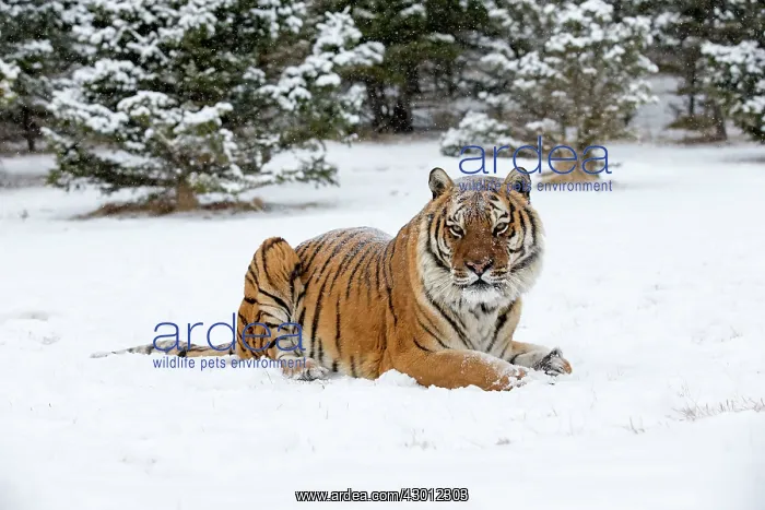  : Siberian Tiger adult in winter snow