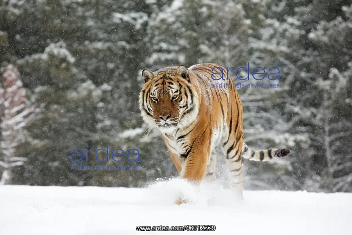  : Siberian Tiger adult in winter snow