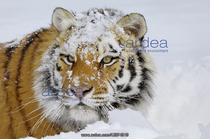 : Siberian Tiger or Amur Tiger : Siberian Tiger or Amur Tiger