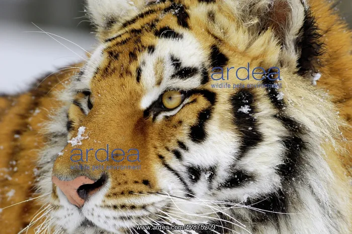 : Siberian Tiger / Amur Tiger : Siberian Tiger / Amur Tiger