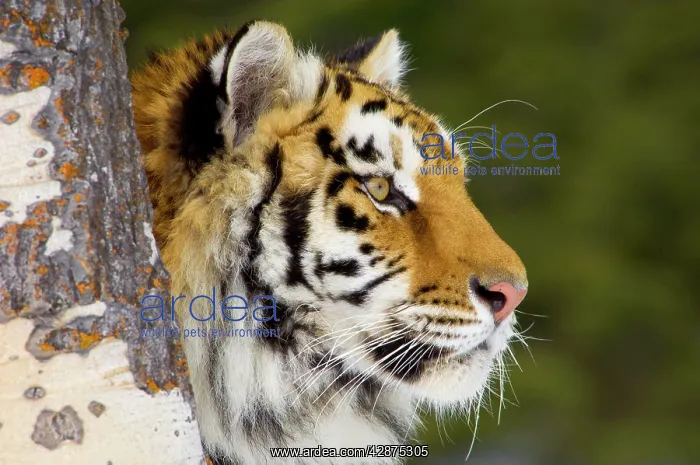 : Siberian Tiger / Amur Tiger : Siberian Tiger / Amur Tiger