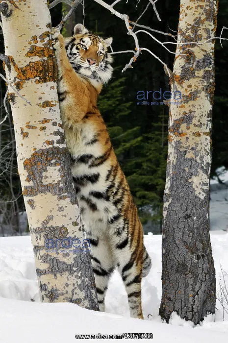  : Siberian Tiger  /  Amur Tiger - marking tree with
