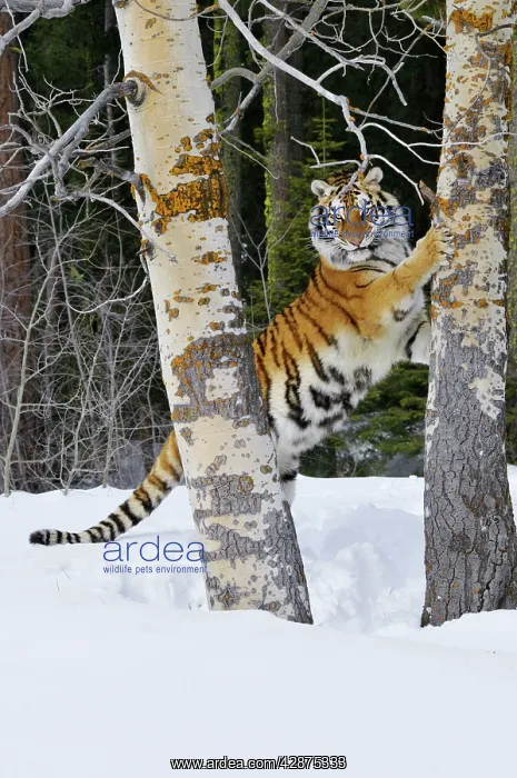 : Siberian Tiger / Amur Tiger - marking tree with : Siberian Tiger / Amur Tiger - marking tree with
