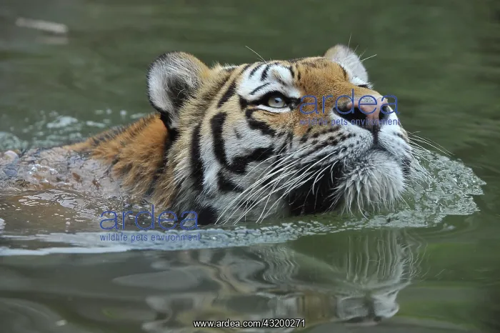 : Siberian tiger, Amur tiger (Panthera tigris altaica) : Siberian tiger, Amur tiger (Panthera tigris altaica)