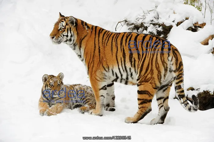 : Siberian tiger, Amur tiger (Panthera tigris altaica) : Siberian tiger, Amur tiger (Panthera tigris altaica)