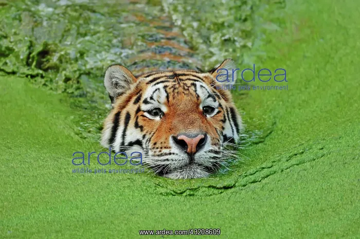: Siberian Tiger or Amur Tiger (Panthera tigris altaica) : Siberian Tiger or Amur Tiger (Panthera tigris altaica)