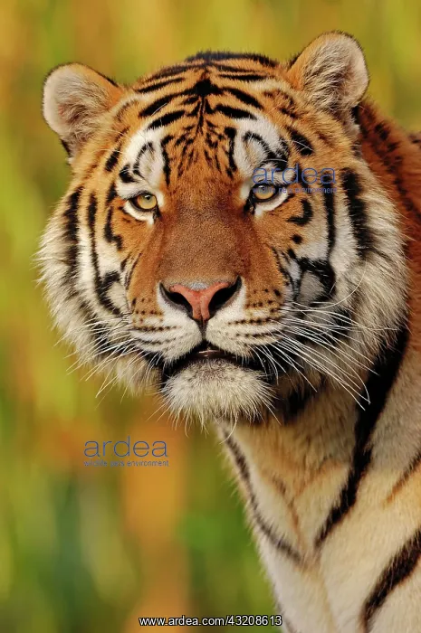 : Siberian Tiger or Amur Tiger (Panthera tigris altaica) : Siberian Tiger or Amur Tiger (Panthera tigris altaica)