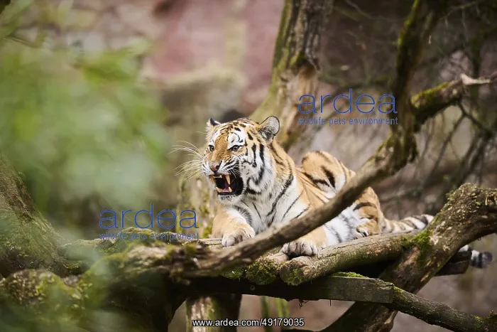 : Siberian tiger or Amur tiger (Panthera tigris altaica) lying : Siberian tiger or Amur tiger (Panthera tigris altaica) lying
