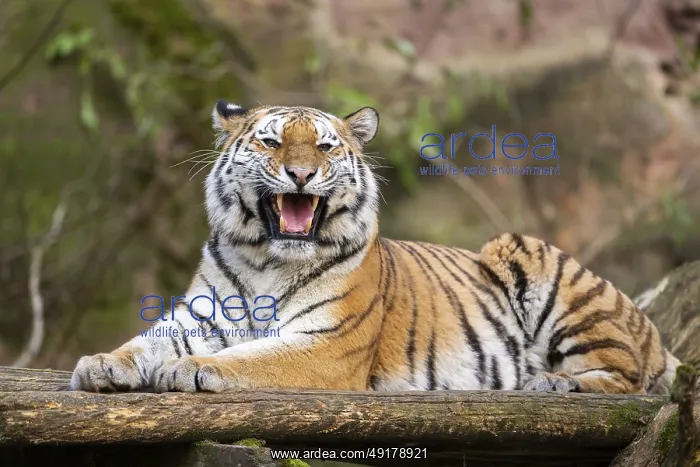 : Siberian tiger or Amur tiger (Panthera tigris altaica) lying on the ground : Siberian tiger or Amur tiger (Panthera tigris altaica) lying on the ground