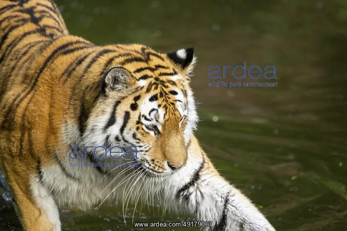 : Siberian tiger or Amur tiger (Panthera tigris altaica) walking on the ground : Siberian tiger or Amur tiger (Panthera tigris altaica) walking on the ground