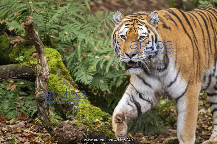 : Siberian tiger or Amur tiger (Panthera tigris altaica) walking on the ground in autumn