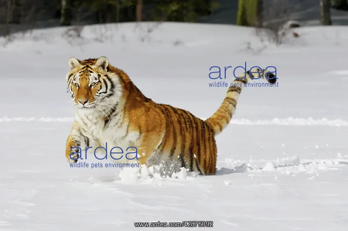: Siberian Tiger / Amur Tiger - in winter snow : Siberian Tiger / Amur Tiger - in winter snow