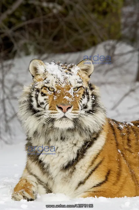 : Siberian Tiger / Amur Tiger - in winter snow : Siberian Tiger / Amur Tiger - in winter snow