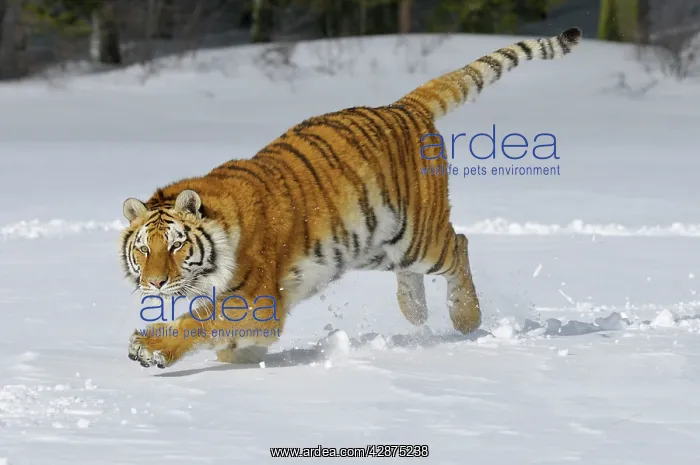 : Siberian Tiger / Amur Tiger - in winter snow : Siberian Tiger / Amur Tiger - in winter snow