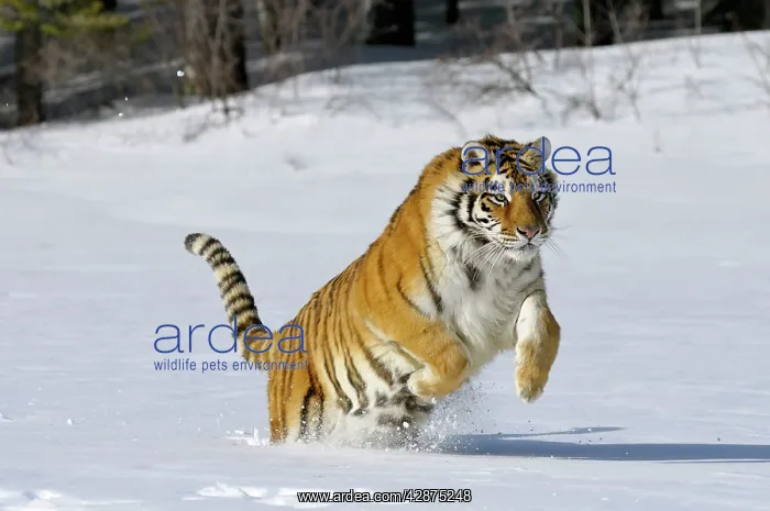 : Siberian Tiger / Amur Tiger - in winter snow : Siberian Tiger / Amur Tiger - in winter snow