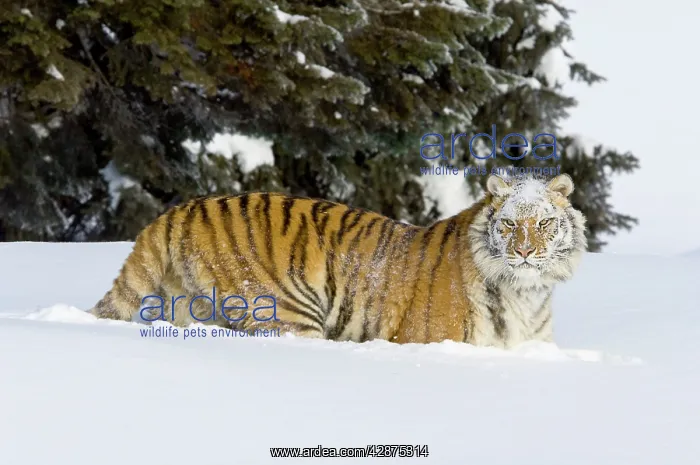 : Siberian Tiger / Amur Tiger - in winter snow : Siberian Tiger / Amur Tiger - in winter snow
