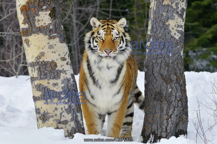 : Siberian Tiger / Amur Tiger - in winter snow : Siberian Tiger / Amur Tiger - in winter snow