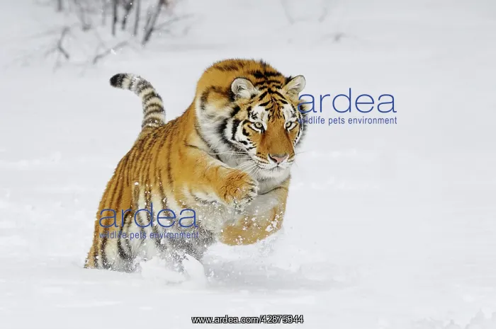 : Siberian Tiger / Amur Tiger - in winter snow : Siberian Tiger / Amur Tiger - in winter snow
