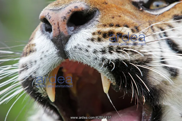: Siberian Tiger - close up with Jacobson's organ : Siberian Tiger - close up with Jacobson's organ