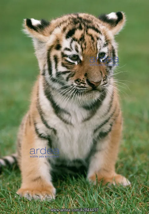: Siberian Tiger - Cub : Siberian Tiger - Cub