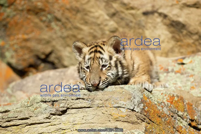  : Siberian Tiger cub