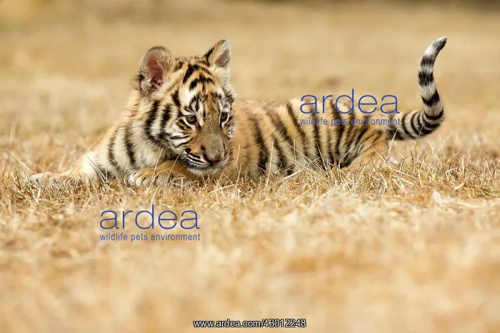  : Siberian Tiger cub