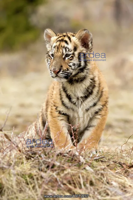  : Siberian Tiger cub