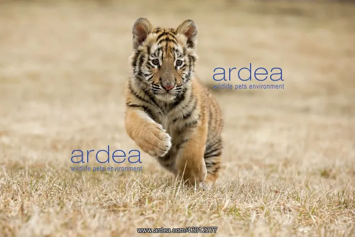  : Siberian Tiger cub