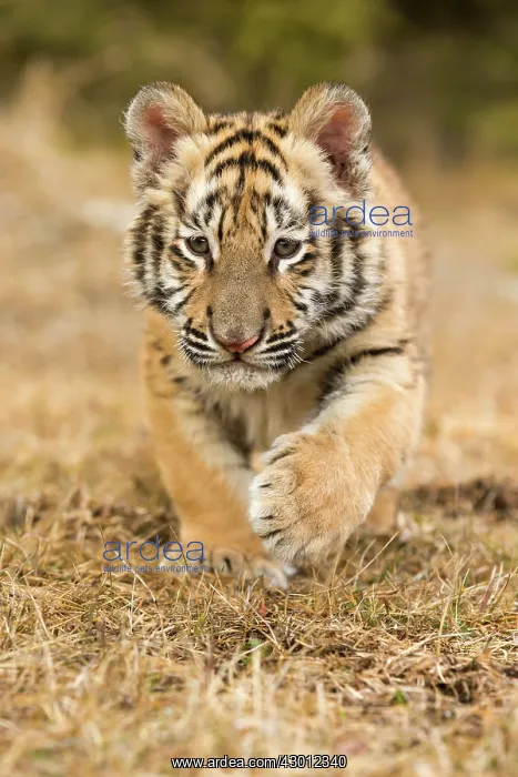  : Siberian Tiger cub