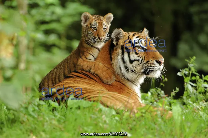 : Siberian Tiger - with cub : Siberian Tiger - with cub