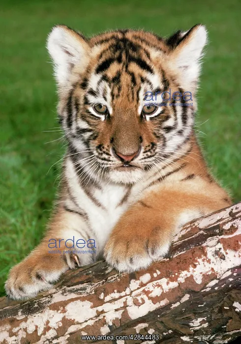 : Siberian TIGER - cub on log : Siberian TIGER - cub on log