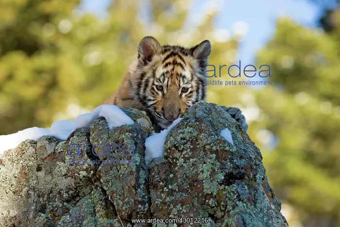  : Siberian Tiger cub in the snow