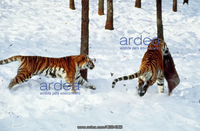  : Siberian Tiger - hunting prey in snow