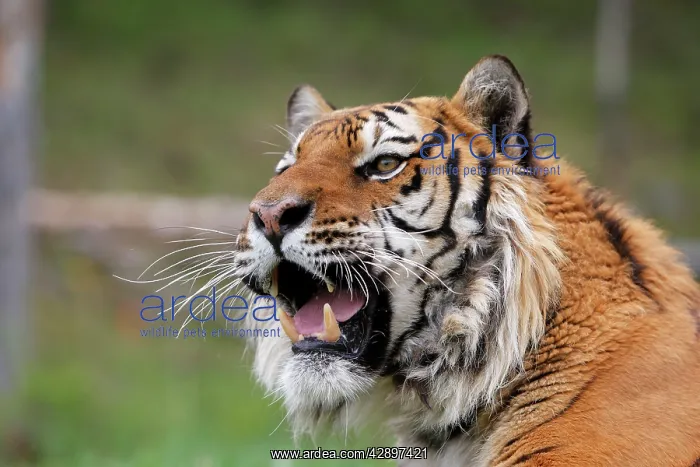 : Siberian Tiger - with Jacobson's organ, which is : Siberian Tiger - with Jacobson's organ, which is