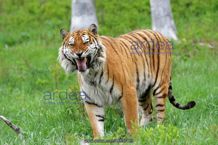  : Siberian Tiger with Jacobson's organ, which is