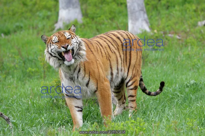 : Siberian Tiger with Jacobson's organ, which is : Siberian Tiger with Jacobson's organ, which is