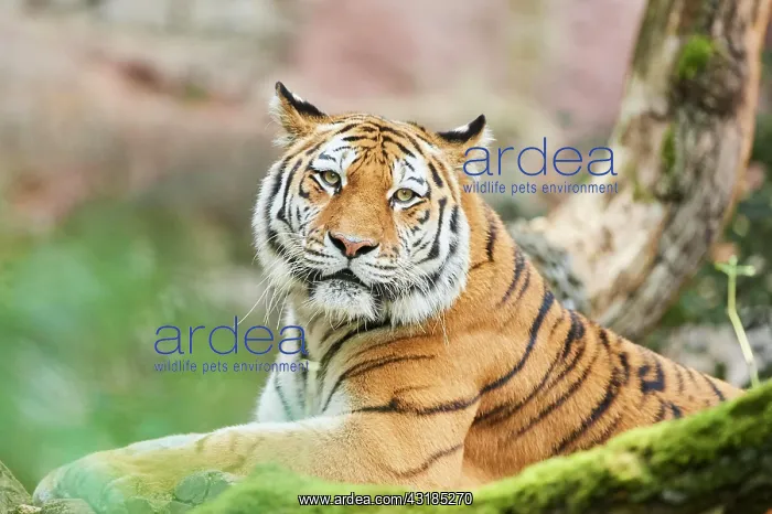 : Siberian tiger (Panthera tigris altaica), cat, captive : Siberian tiger (Panthera tigris altaica), cat, captive