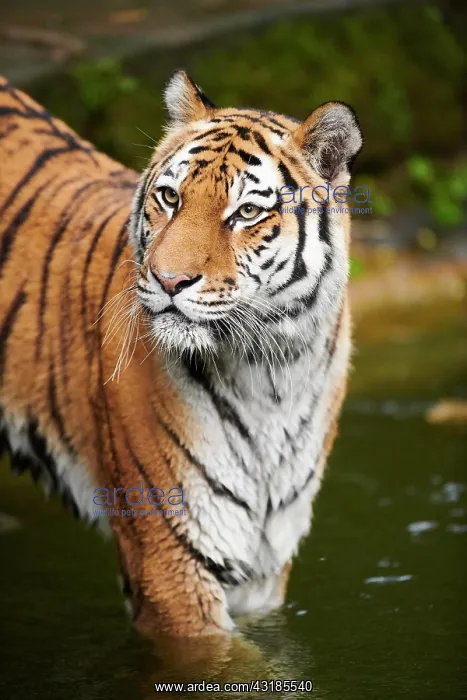 : Siberian tiger (Panthera tigris altaica), cat, captive : Siberian tiger (Panthera tigris altaica), cat, captive