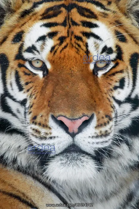 : Siberian tiger, Panthera tigris altaica : Siberian tiger, Panthera tigris altaica