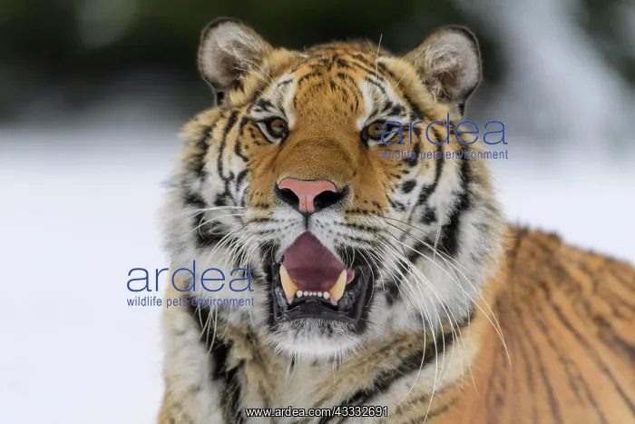 : Siberian tiger (Panthera tigris altaica), in winter portrait : Siberian tiger (Panthera tigris altaica), in winter portrait